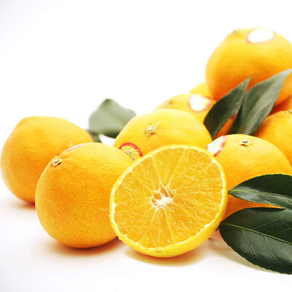 고당도 조생감귤 10kg 대용량