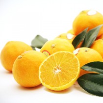 고당도 조생감귤 10kg 대용량