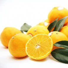 고당도 조생감귤 10kg 대용량